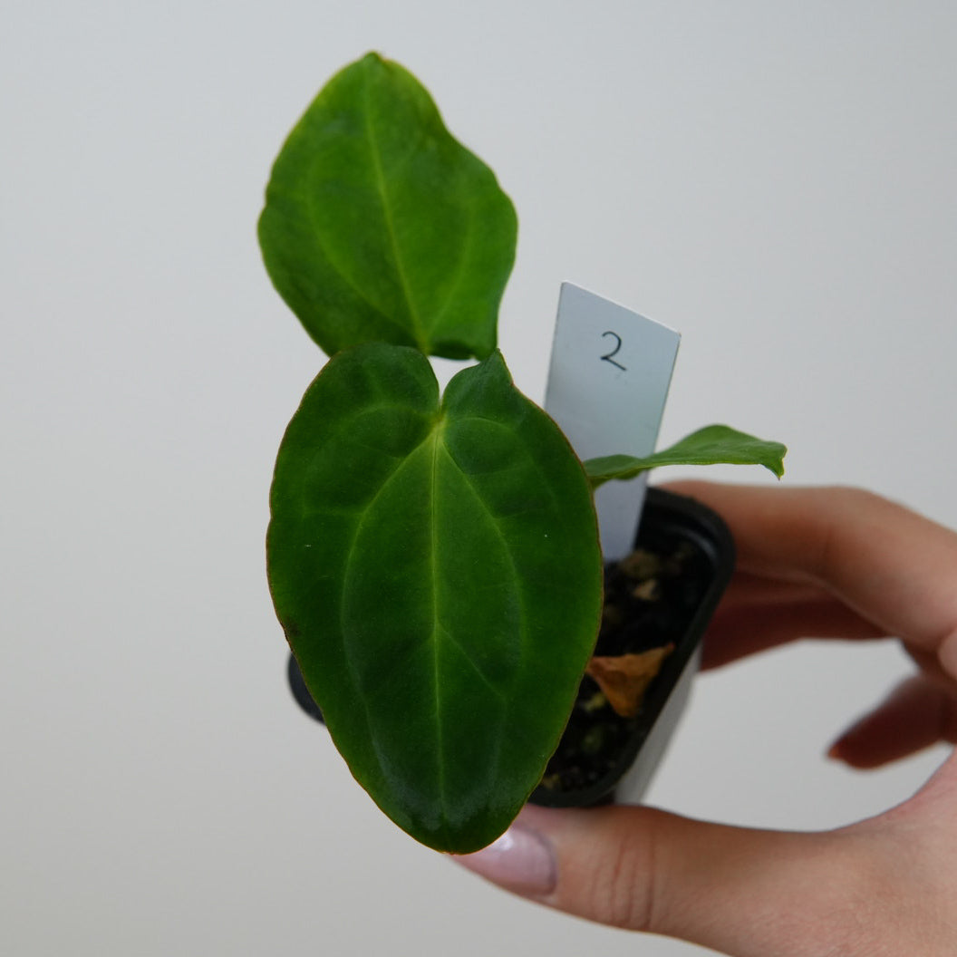 Anthurium Velvet Mask x ((Carlablackiae x Dressleri) x pap 'RLFS')