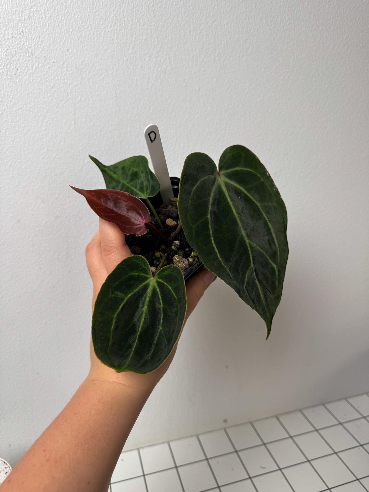 Anthurium (Zara x Michelle) x carlablackiae X (NSE)