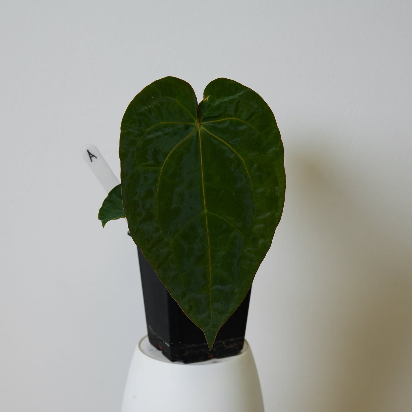 Anthurium (AOS x (Zara x Michelle) 6) x dressleri ('Black x RG f2')