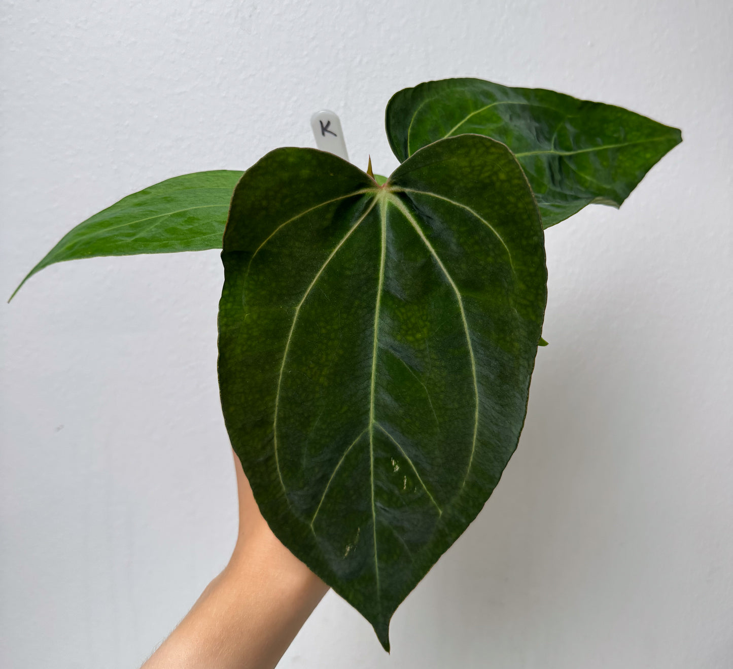 Anthurium (papX x pap x-one) variegated x carlablackiae X (NSE)