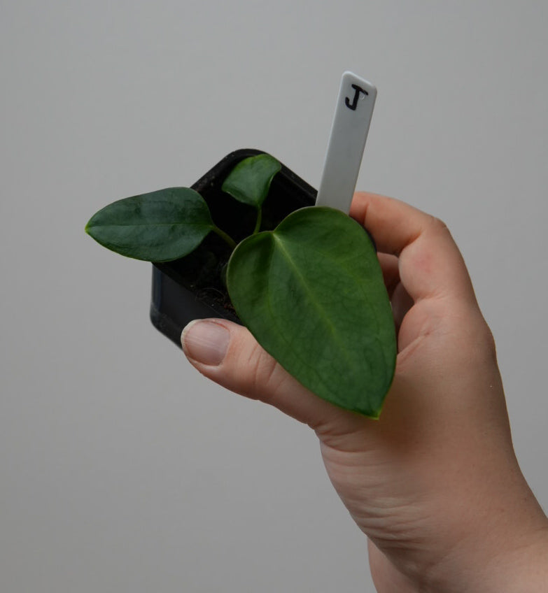 Anthurium (subsignatum x papillilaminum 'Marie') x carlablackiae NSE