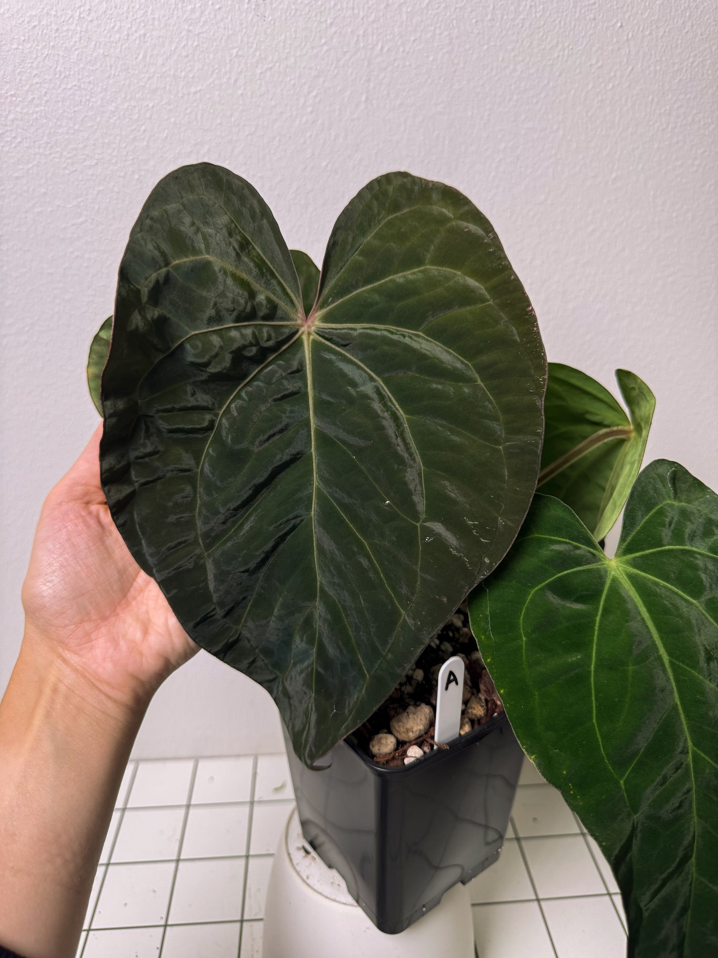 Anthurium carlablackiae (NSE) x kunayalense