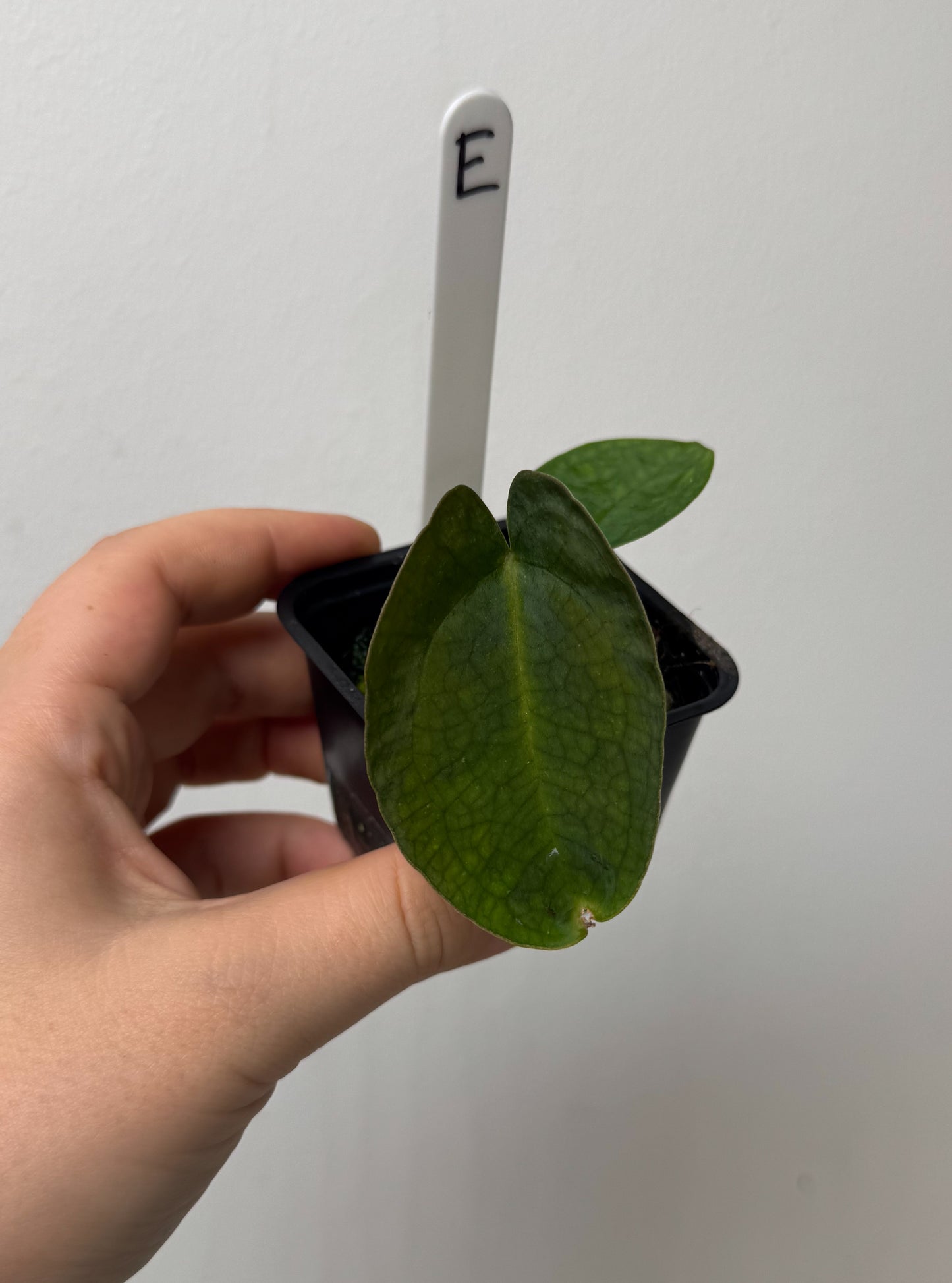Anthurium (AOS x forgetii 1) x carlablackiae (NSE)