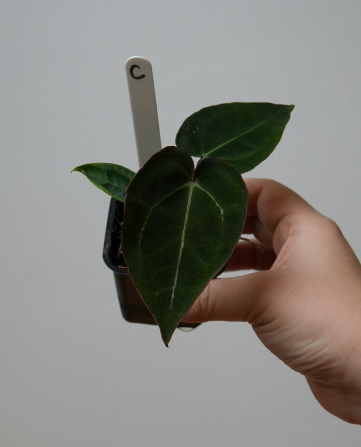 Anthurium complex HU hybrid 2 x (forgetii x warocquanum 'Alien')