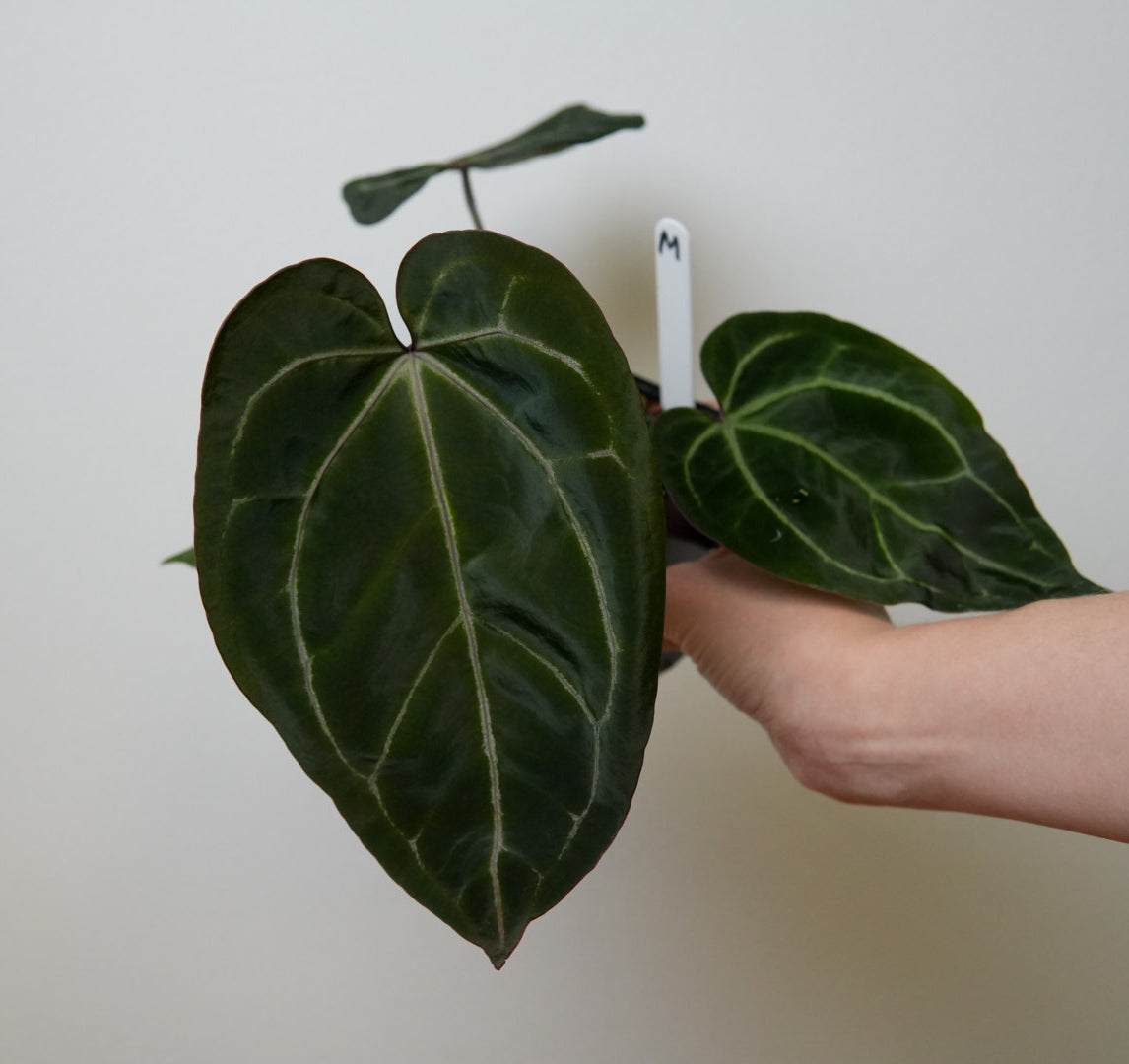 Anthurium Complex HU hybrid 2 x (Zara x Michelle)