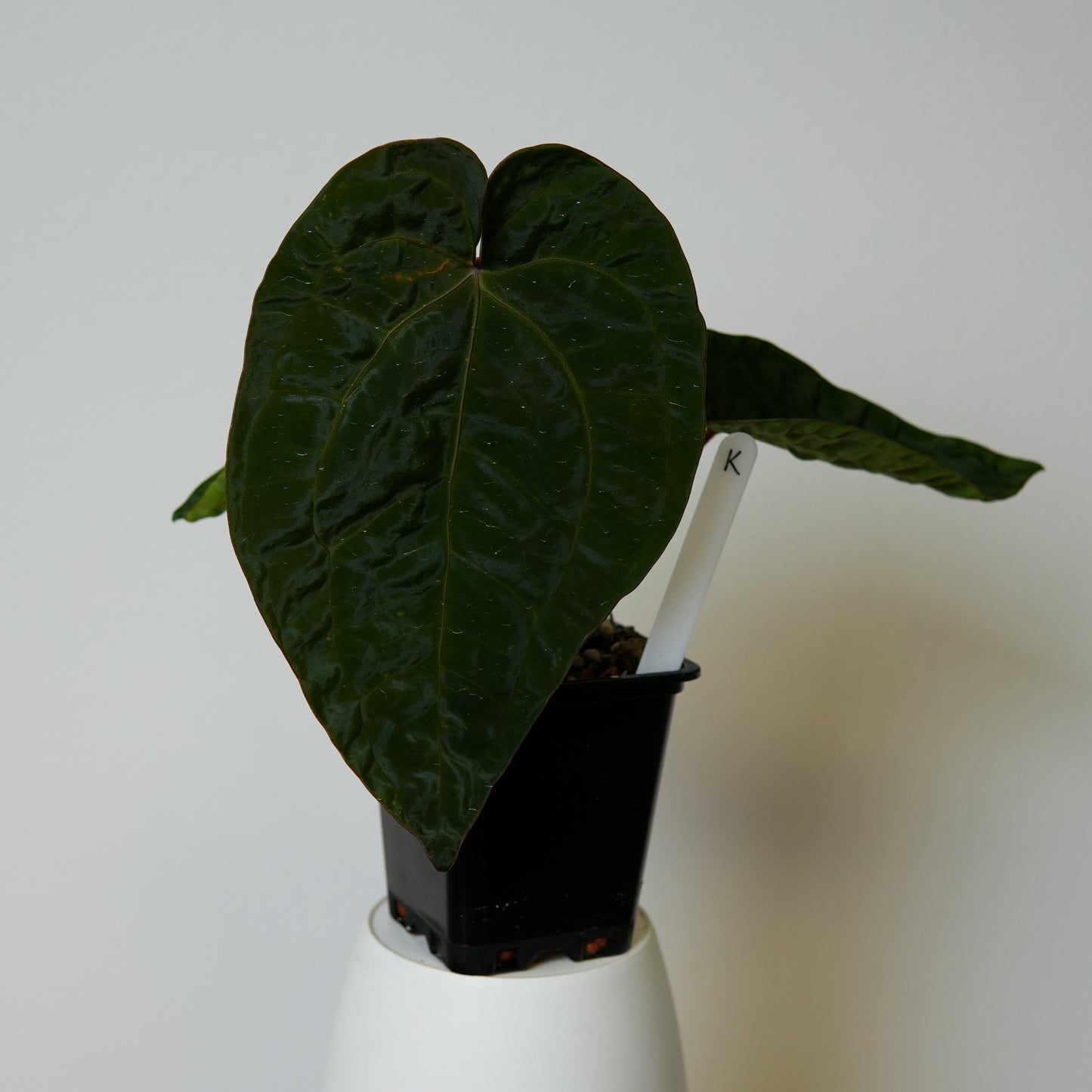 Anthurium (AOS x (Zara x Michelle) 6) x dressleri ('Black x RG f2')