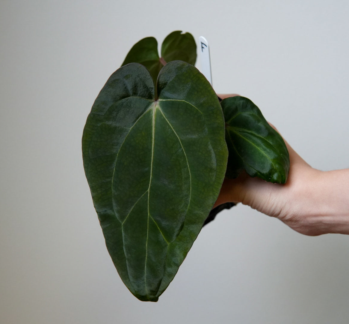 Anthurium carlablackiae (NSE) x BVEP ('SS x RA')