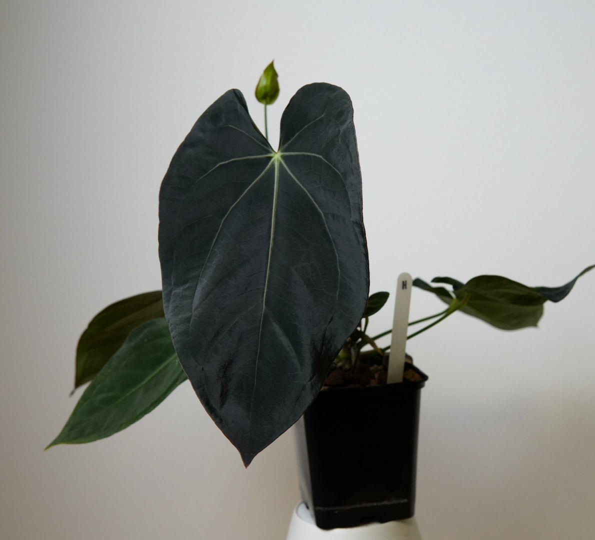 Anthurium (midnight velvet x 'red studd') x carlablackiae x (NSE)