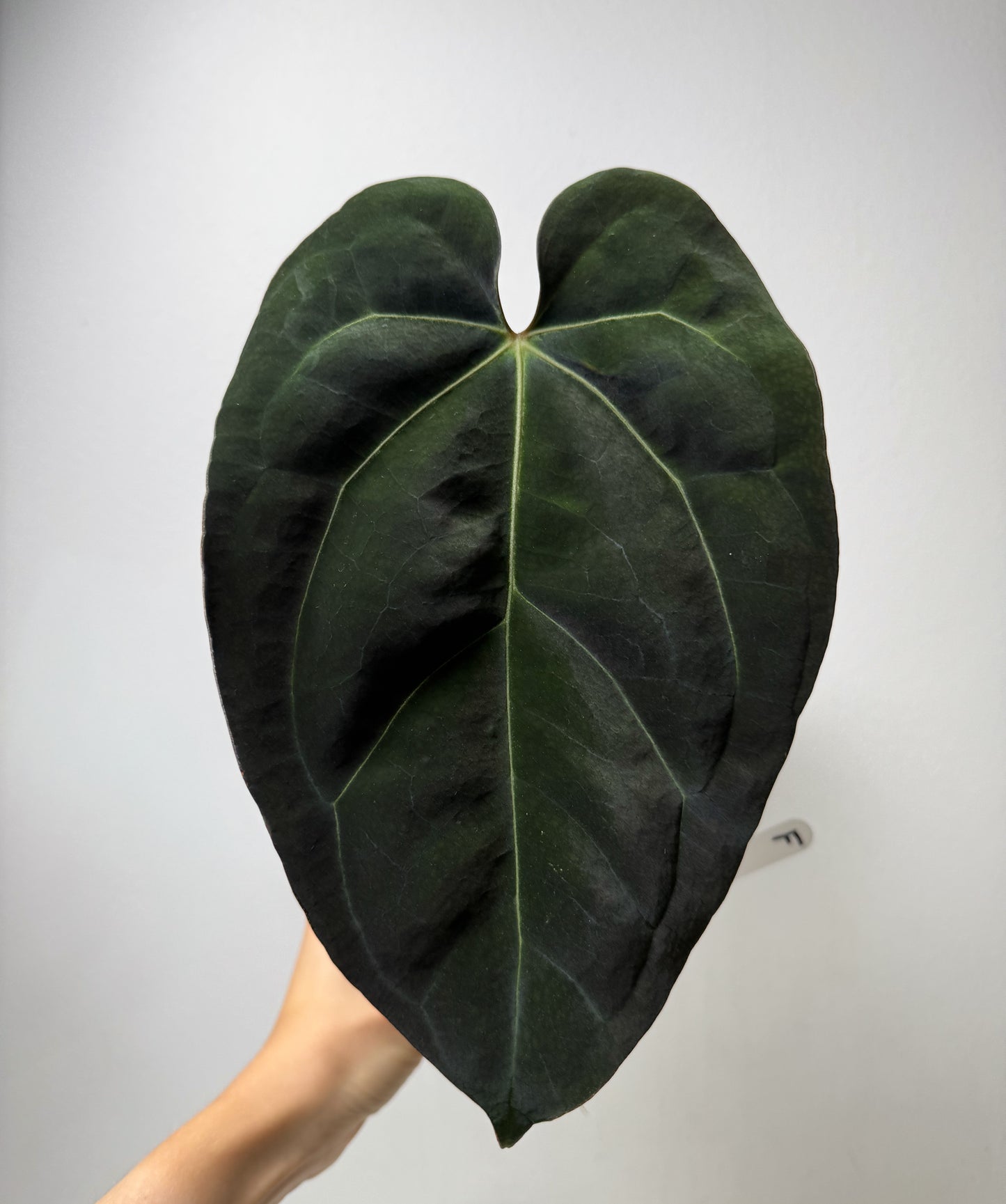 Anthurium complex HU hybrid 1 x carlablackiae X (NSE)