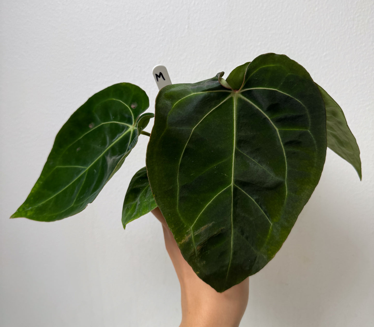 Anthurium carlablackiae X (NSE) x complex HU hybrid 1