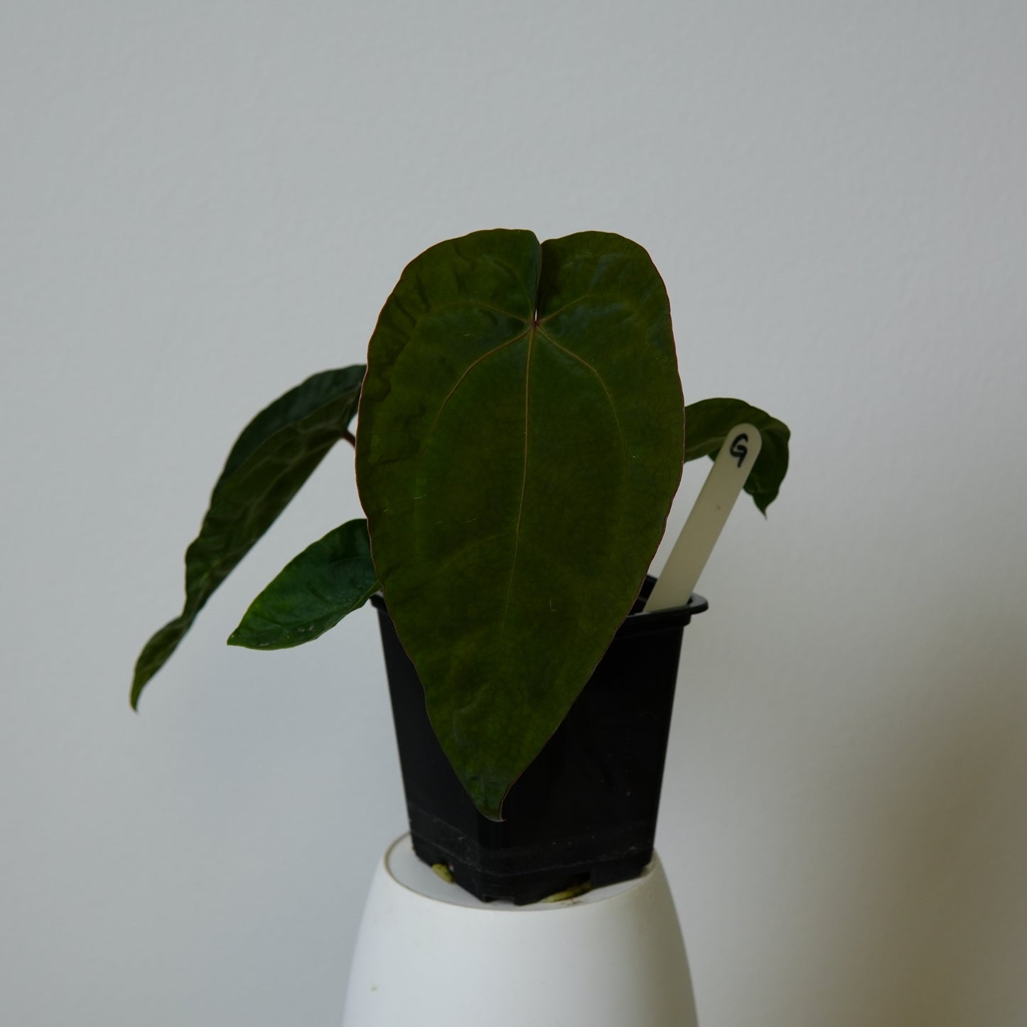 Anthurium (AOS x (Zara x Michelle) 6) x dressleri ('Black x RG f2')