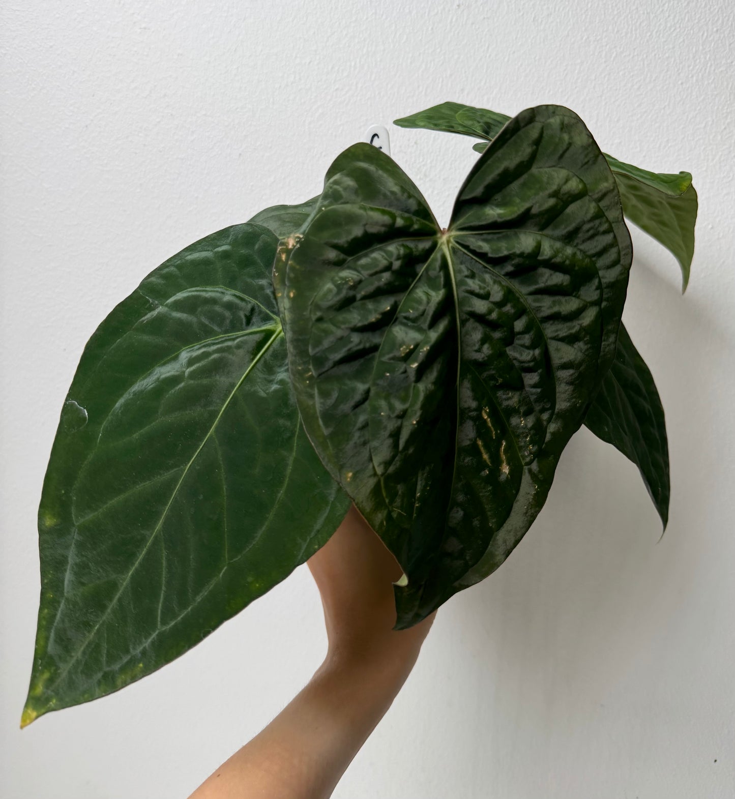 Anthurium carlablackiae (NSE) x kunayalense