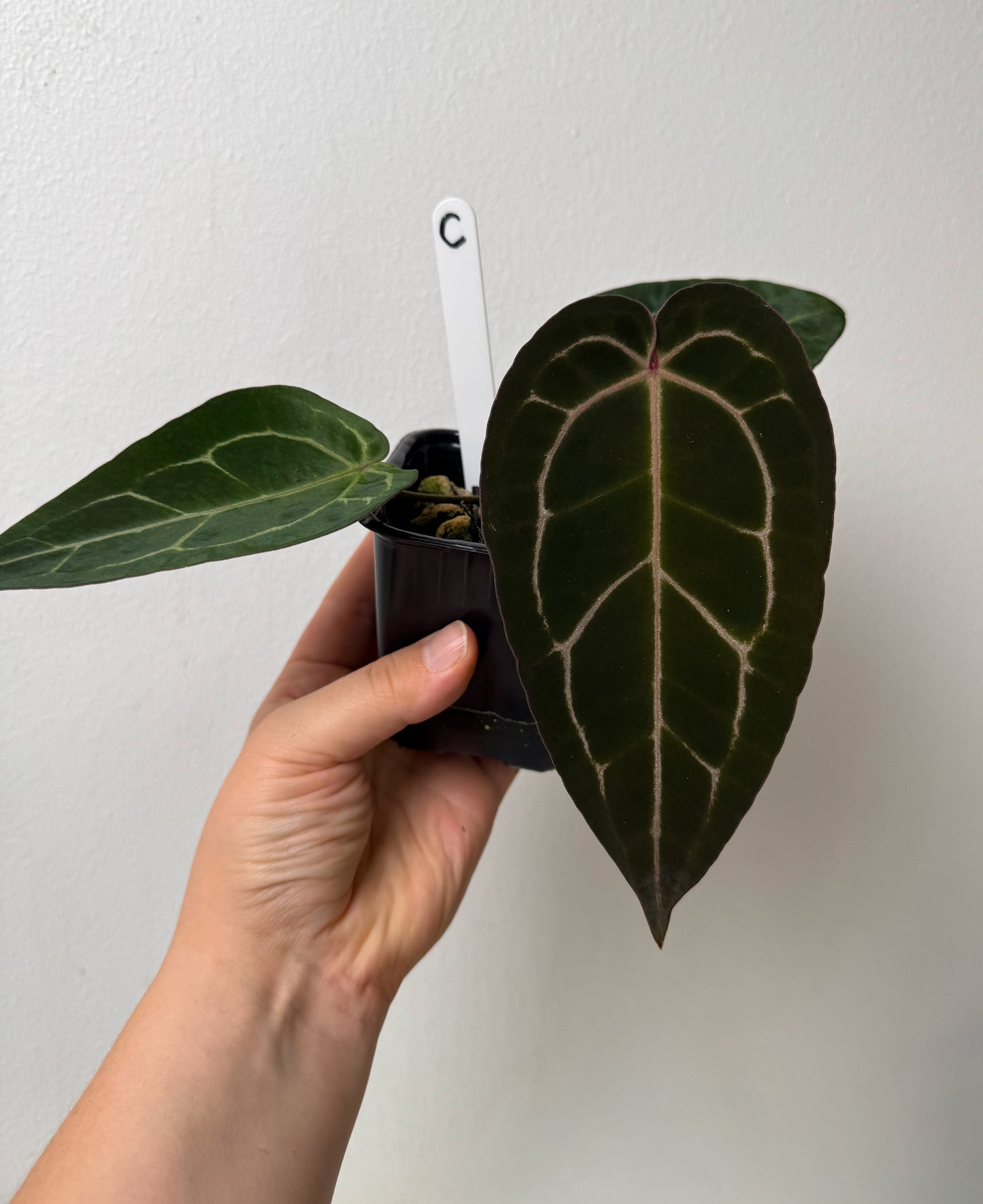 Anthurium (Zara x Michelle) x carlablackiae X (NSE)