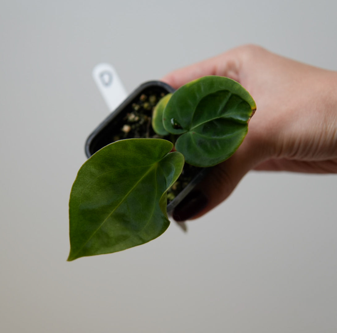 Anthurium (forgetii x warocqueanum 2) x Huanco velvet 1