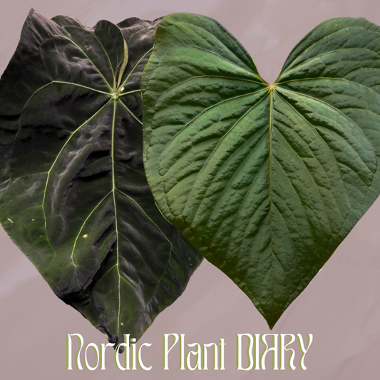 Anthurium (AOS x forgetii 1) x kunayalense