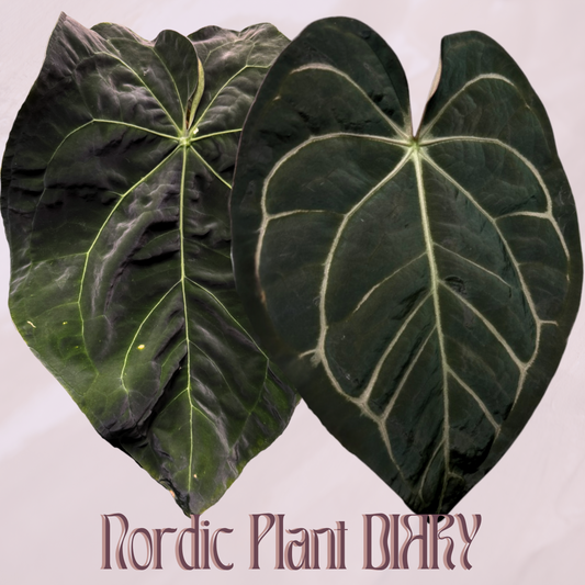 Anthurium (AOS x forgetii 1) x carlablackiae (NSE)
