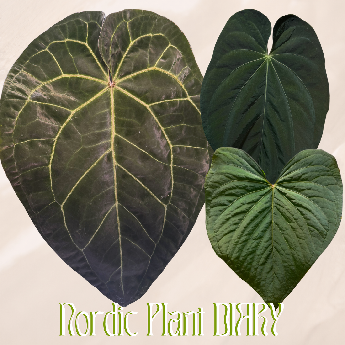 Anthurium (AOS x ZaraMichelle 4) x kunayalense or BVEP