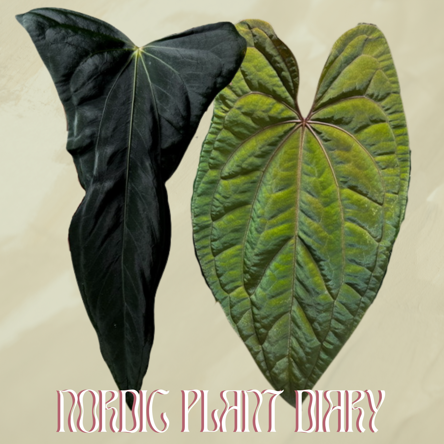 Anthurium ((subsignatum x pap 'Marie') x pap 'Grim Reaper') x RVDP