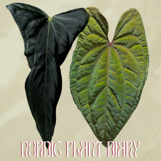 Anthurium ((subsignatum x pap 'Marie') x pap 'Grim Reaper') x RVDP