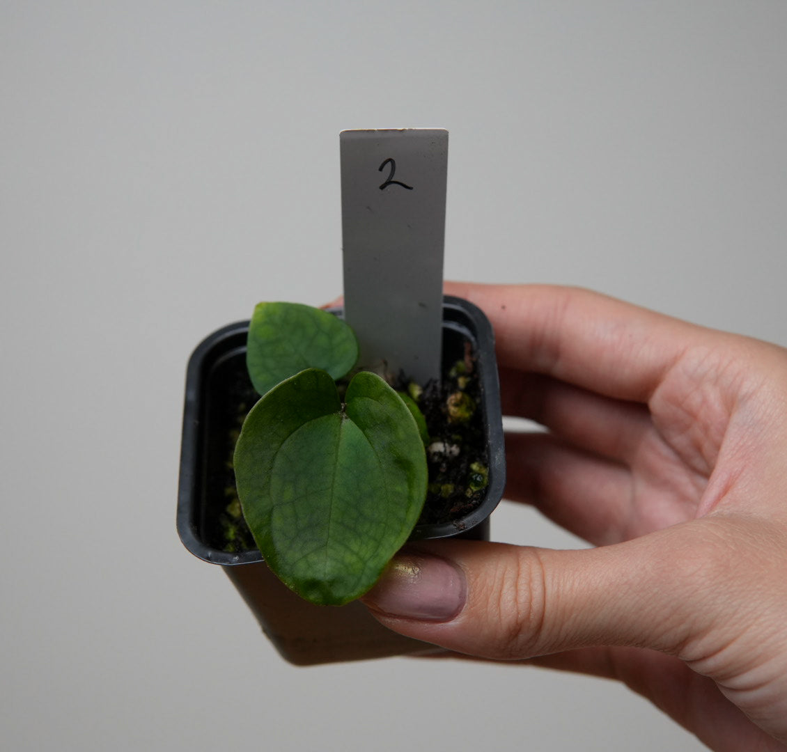 Anthurium (AOS x forgetii 1) x kunayalense