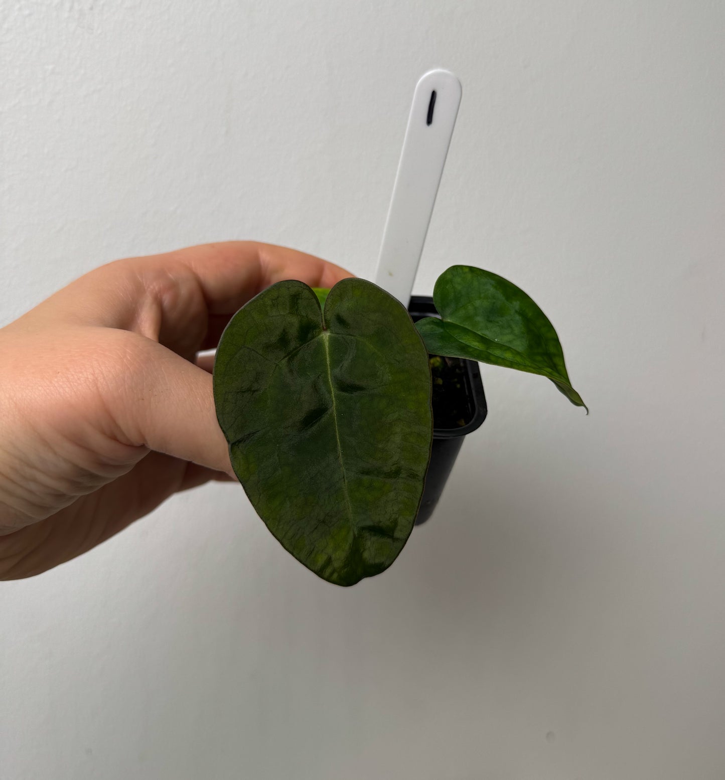 Anthurium Ace of Spades x carlablackiae (NSE)
