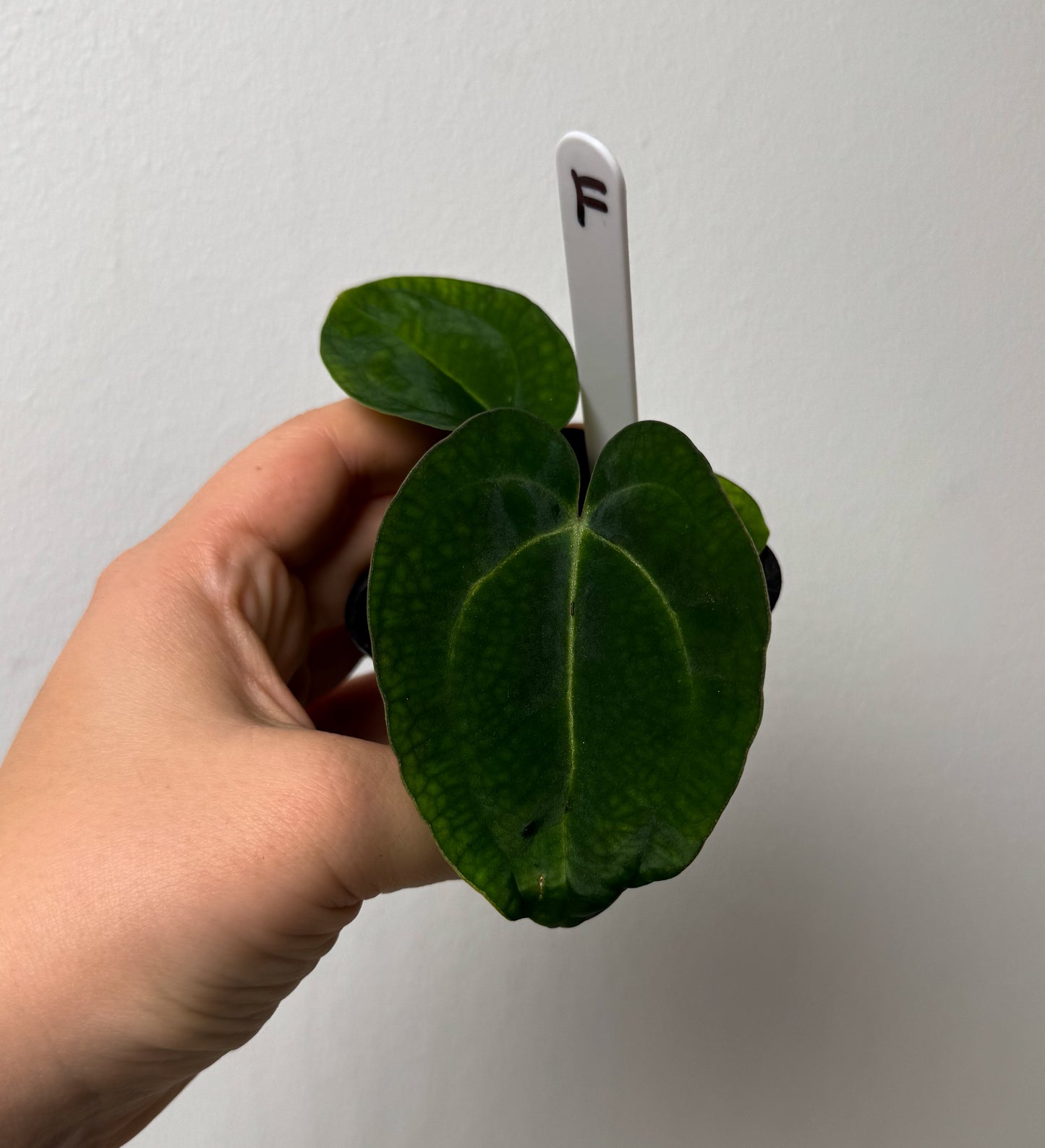 Anthurium Ace of Spades x carlablackiae (NSE)