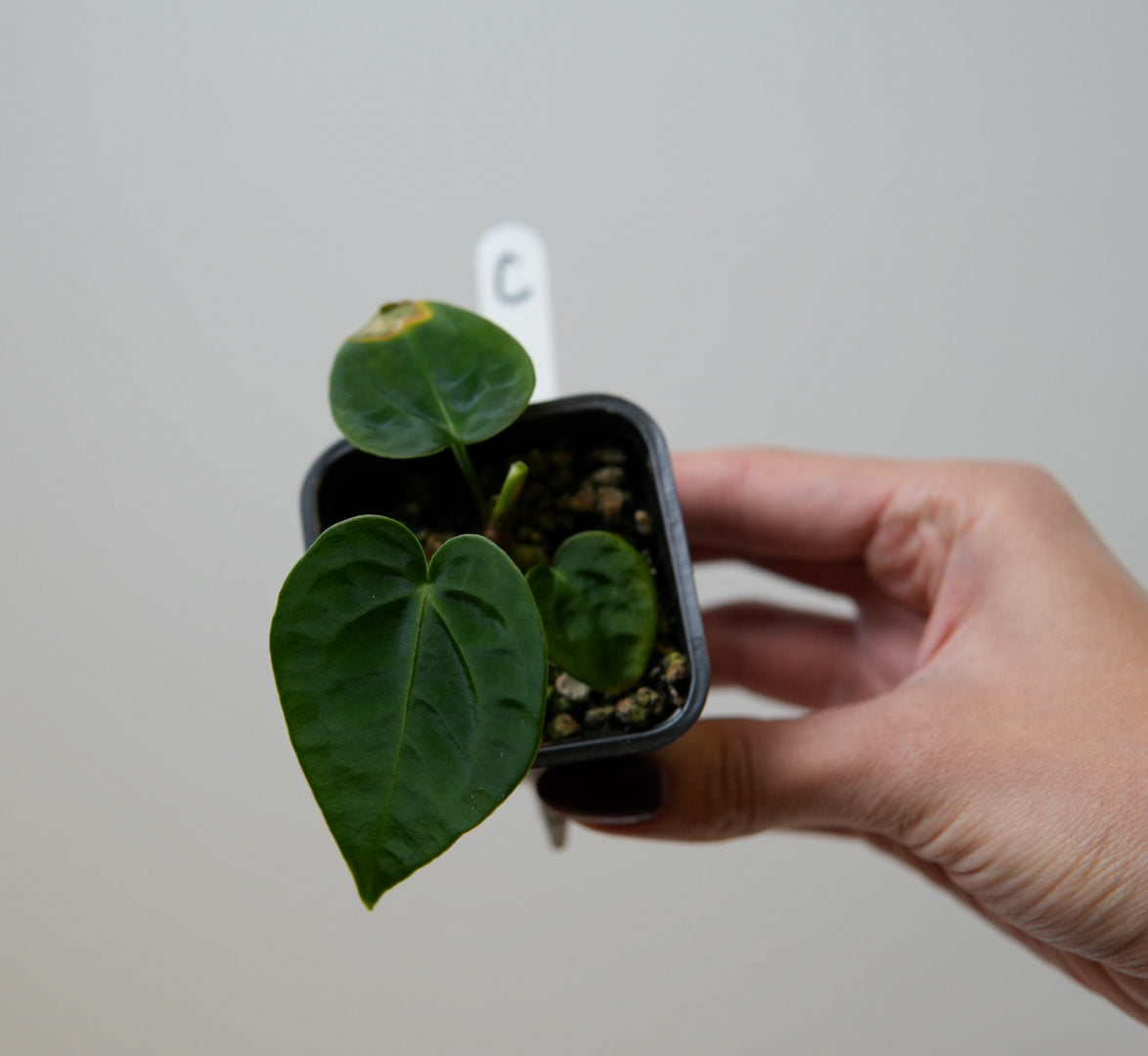 Anthurium (forgetii x warocqueanum 2) x Huanco velvet 1