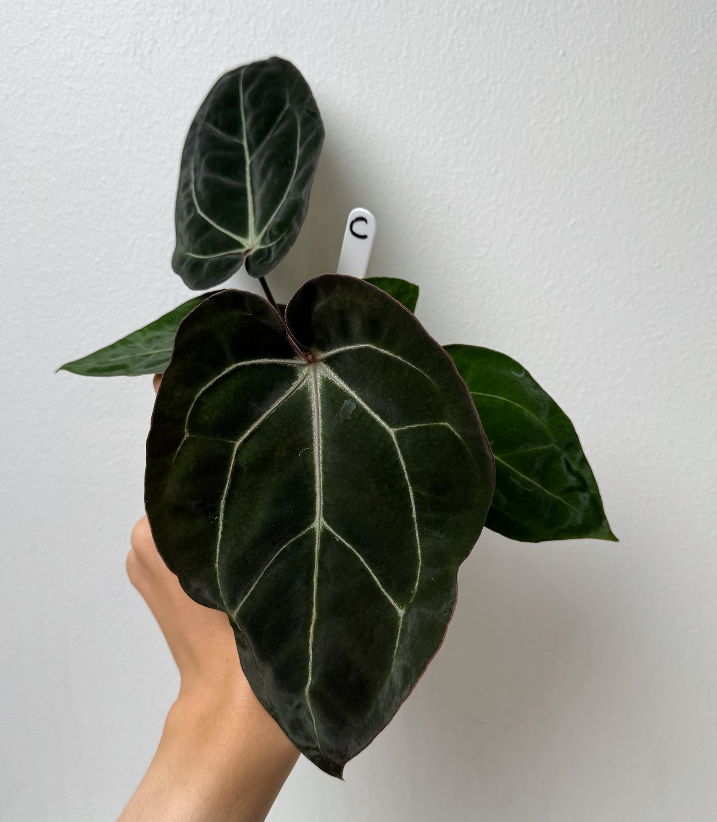 Anthurium Complex HU hybrid 1 x carlablackiae (NSE)
