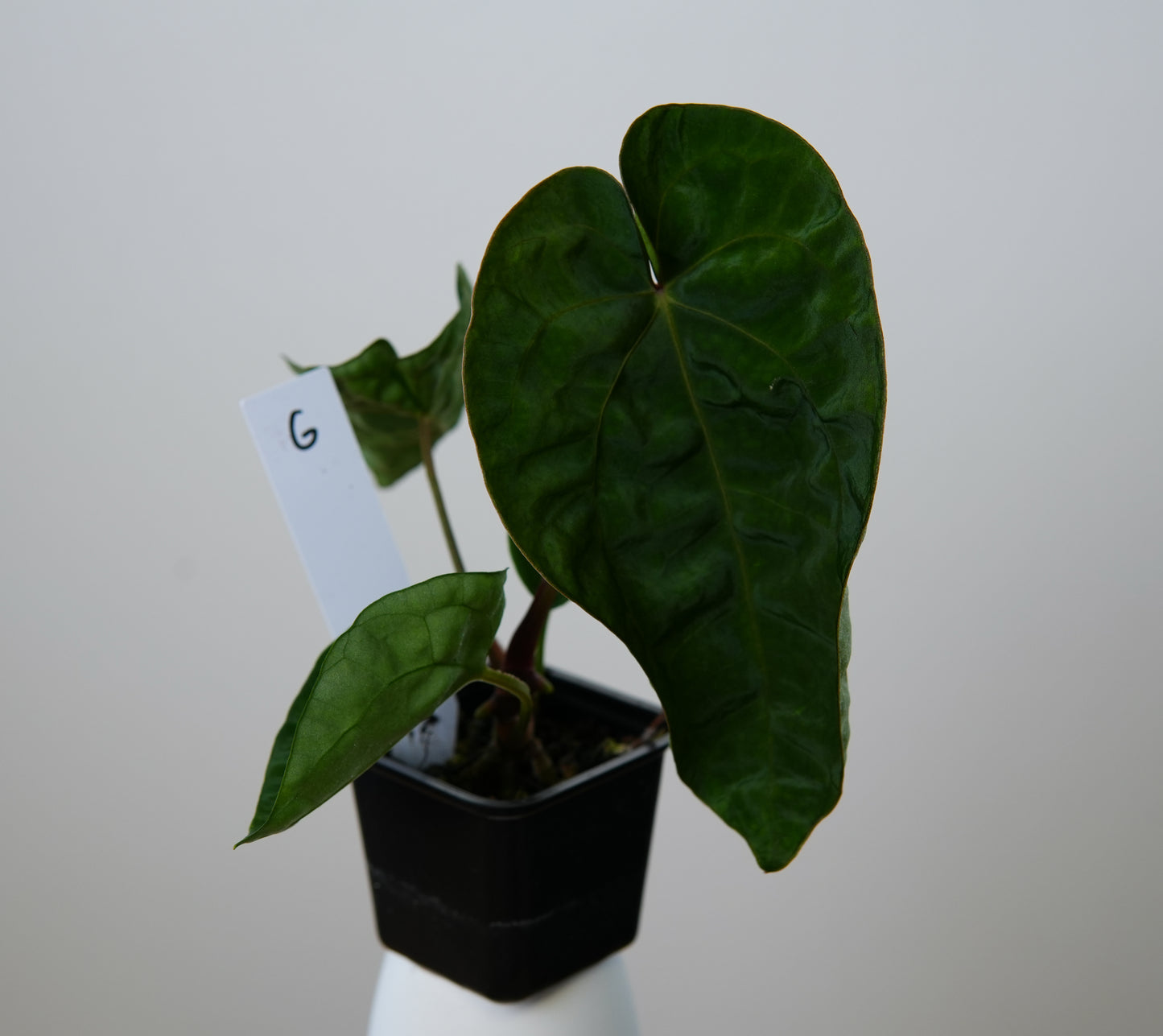 Anthurium (AOS x (Zara x Michelle) 6) x dressleri ('Black x RG f2')