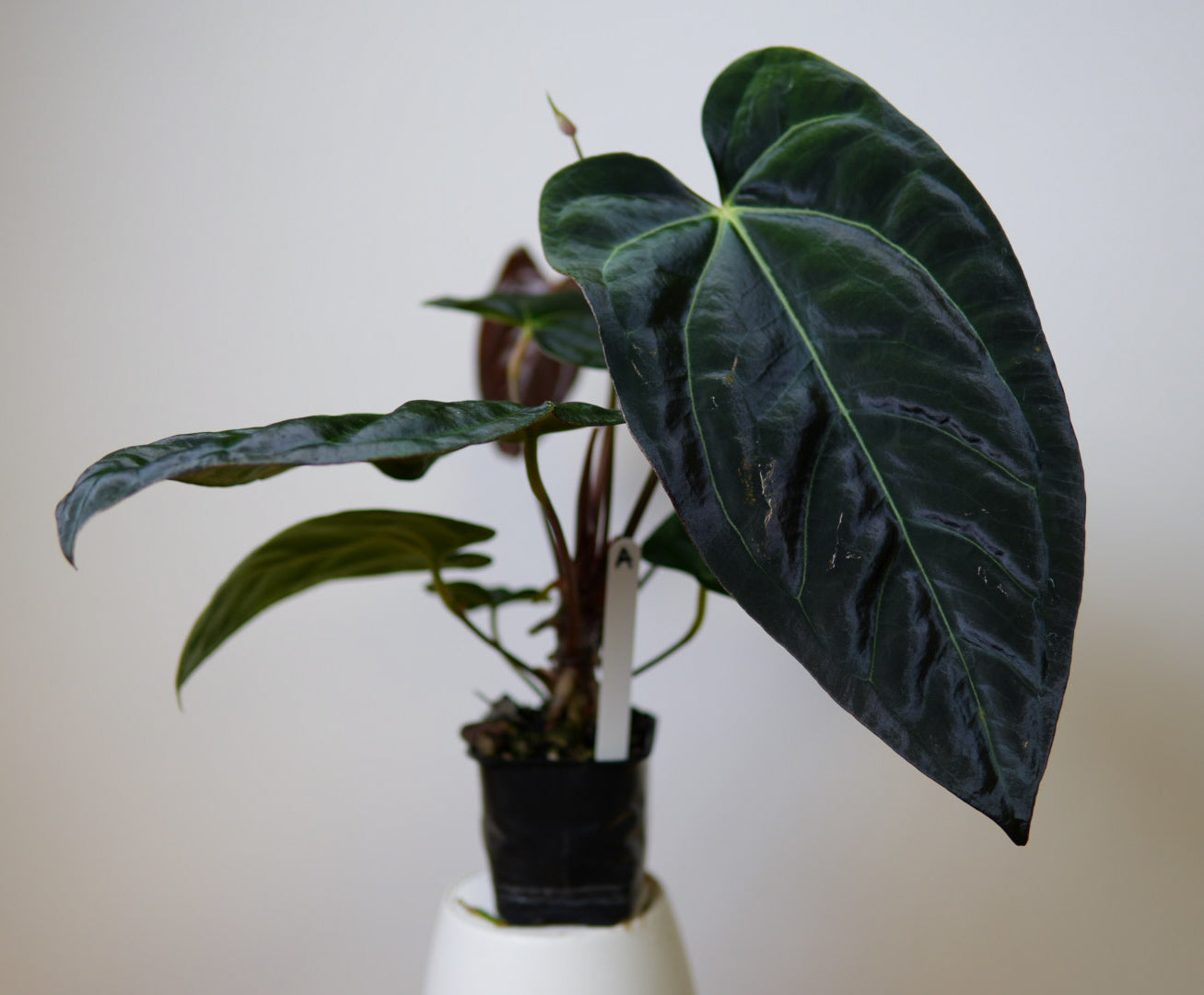 Anthurium carlablackiae (NSE) x (Dorito Port x RLFS)