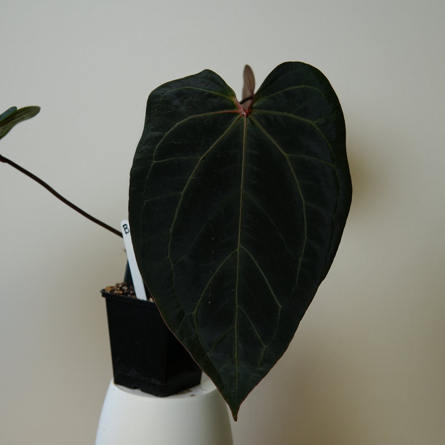 Anthurium (Zara x Michelle) x (Dorito Port x RLFS)