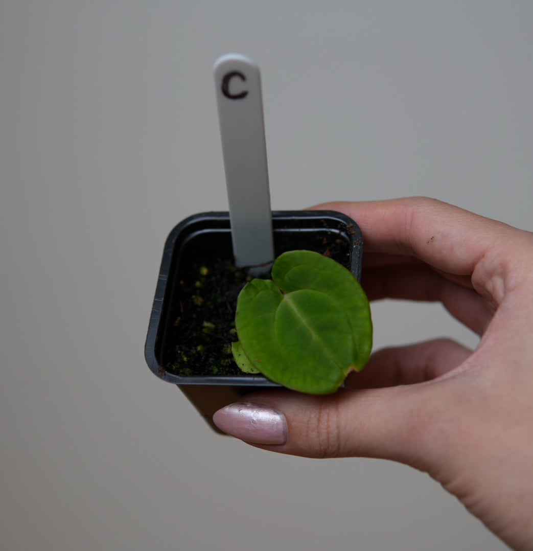 Anthurium (Velvet mask x besseae aff 1) x kunayalense