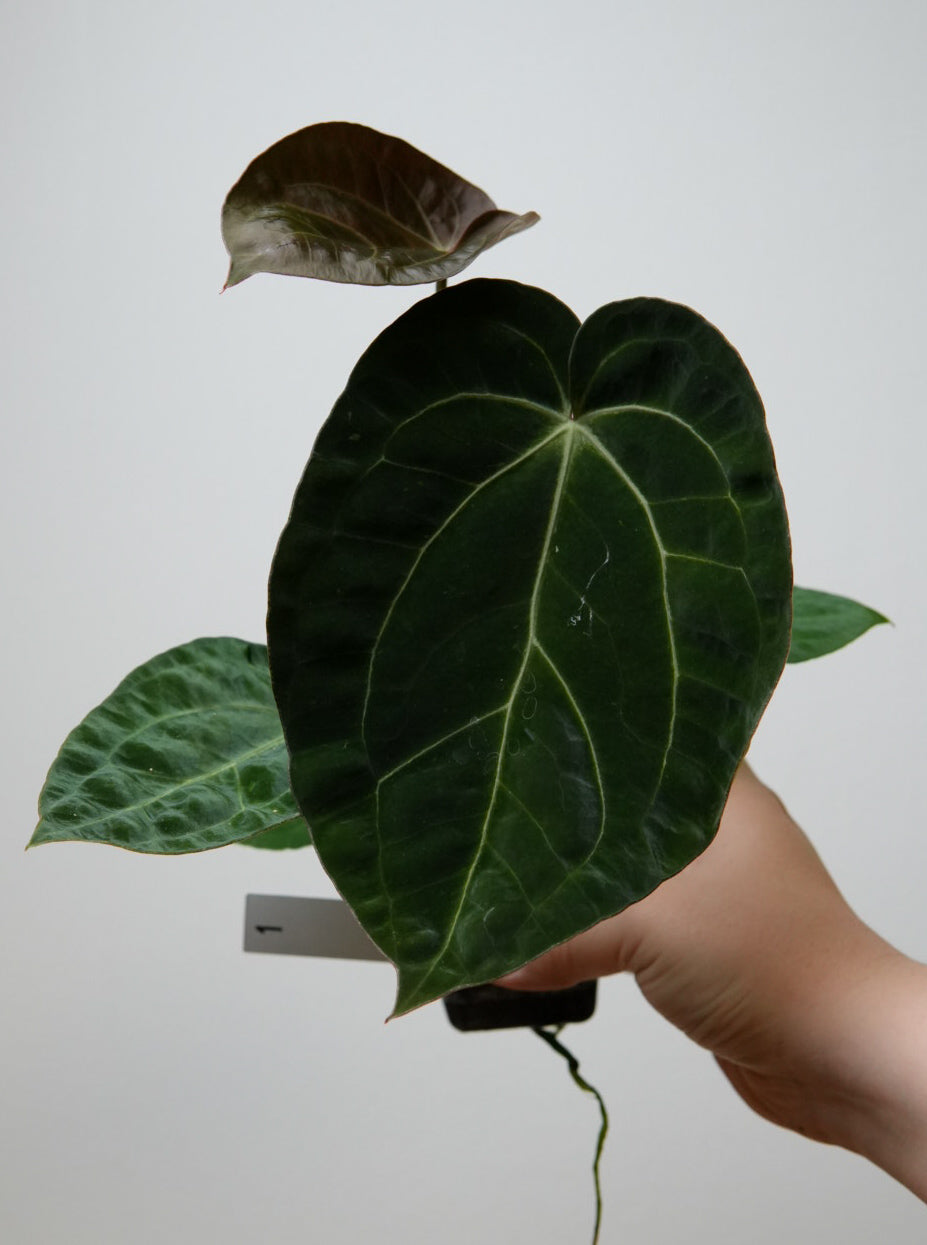 Anthurium Silver blush x BVEP ('round' x 'RA1')