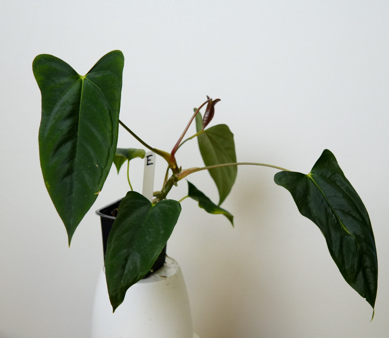 Anthurium (subsignatum x papillilaminum 'Marie') x (NSE dorito port x  papillilaminum RLFS)