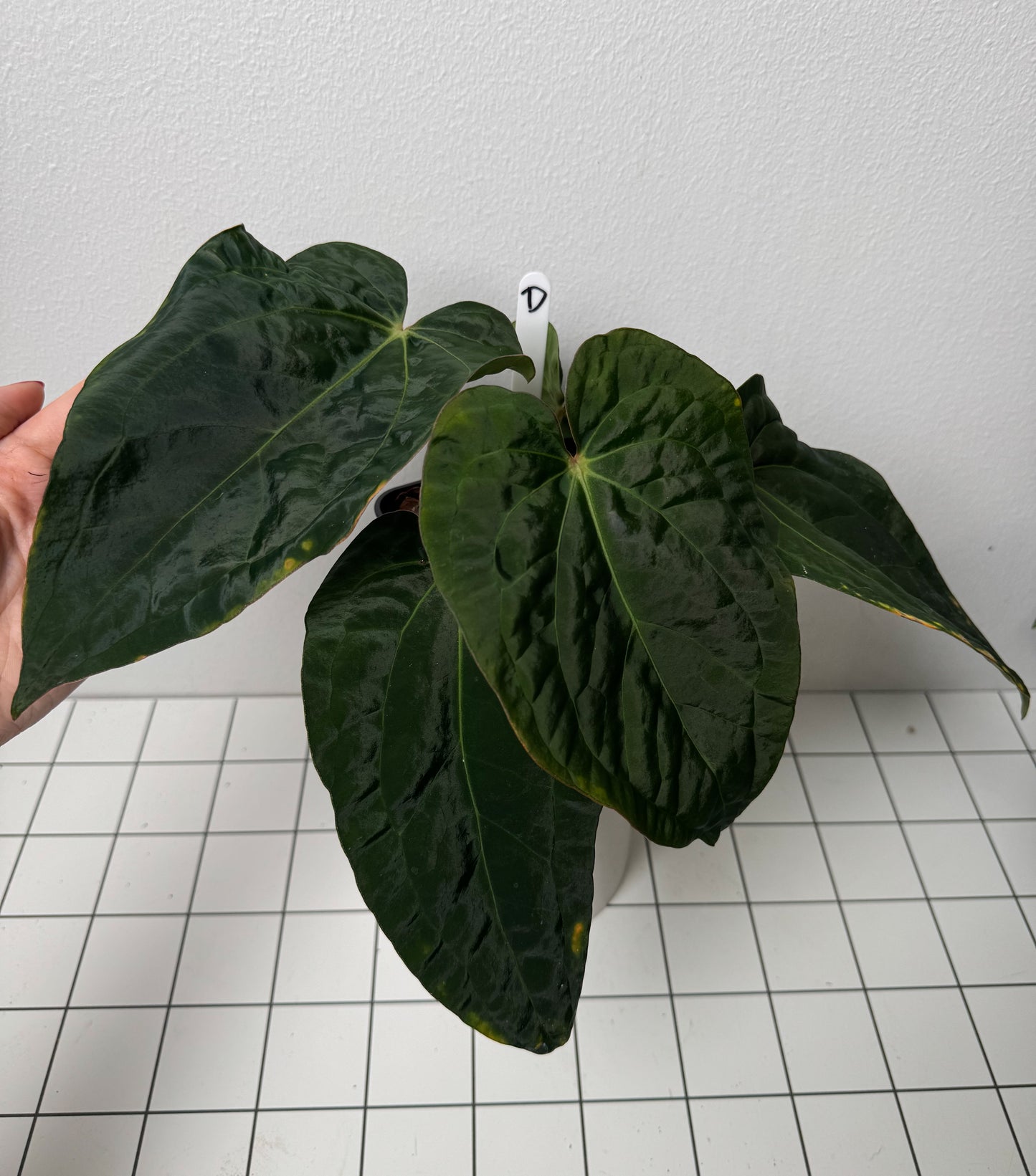 Anthurium carlablackiae (NSE) x kunayalense