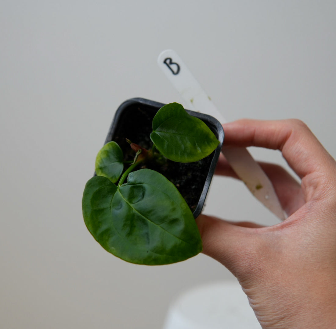 Anthurium (Red Crystallinum x forgetii) x (noid 'Code Red' x papillilaminum 'A+')