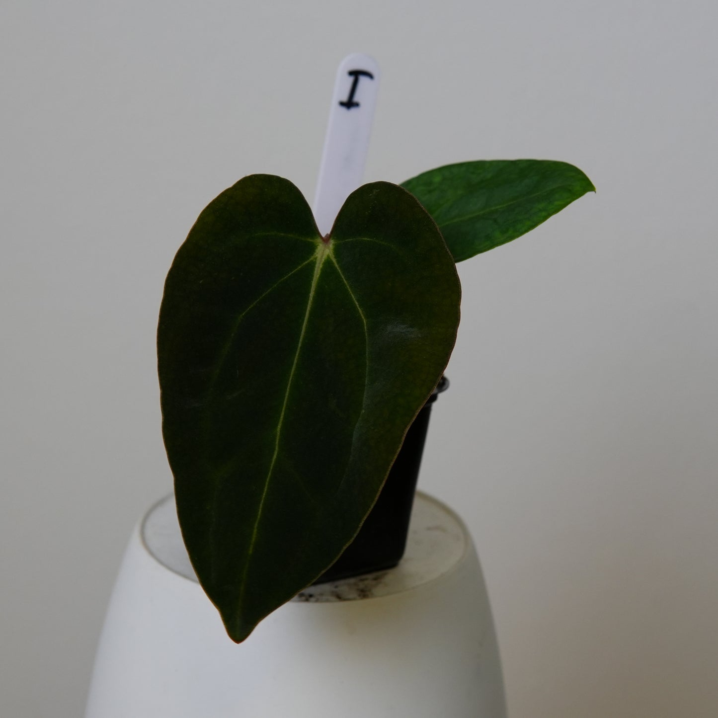 Anthurium carlablackiae (NSE) x carlablackiae X (NSE)