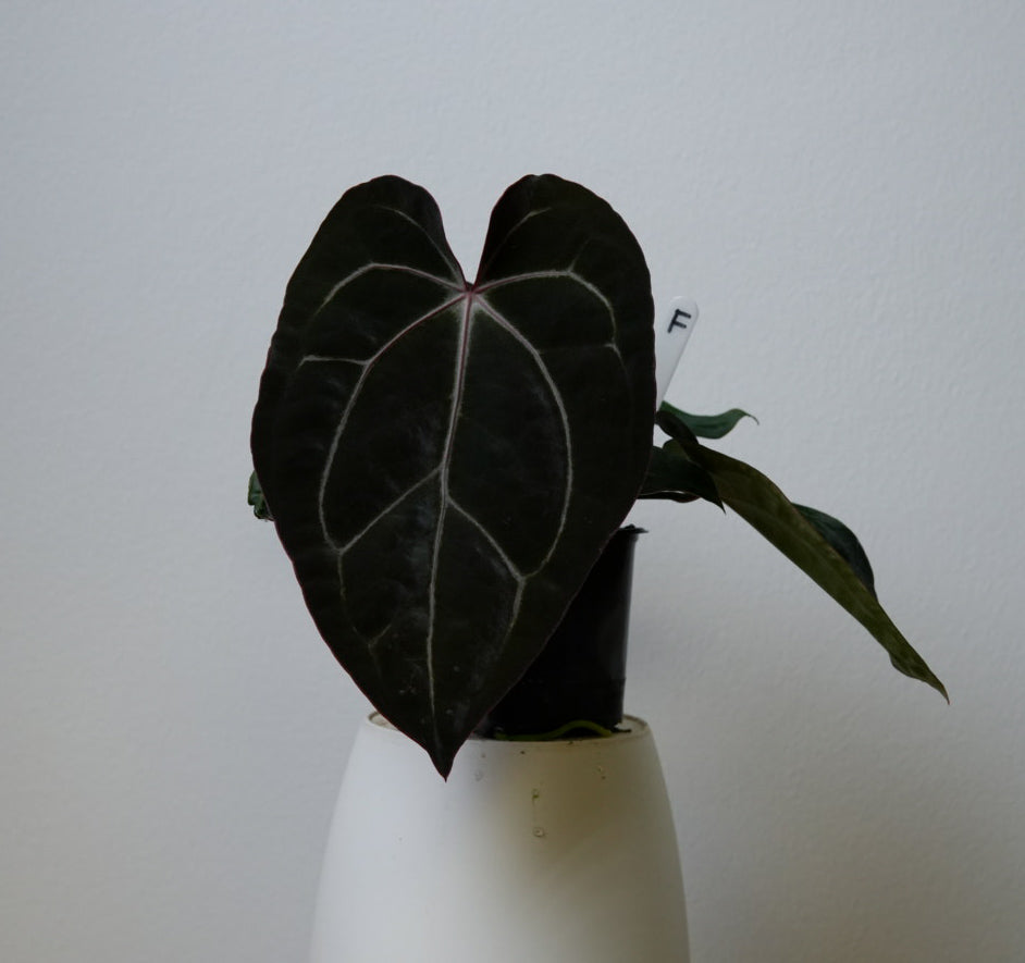 Anthurium Complex HU hybrid 1 x carlablackiae (NSE)