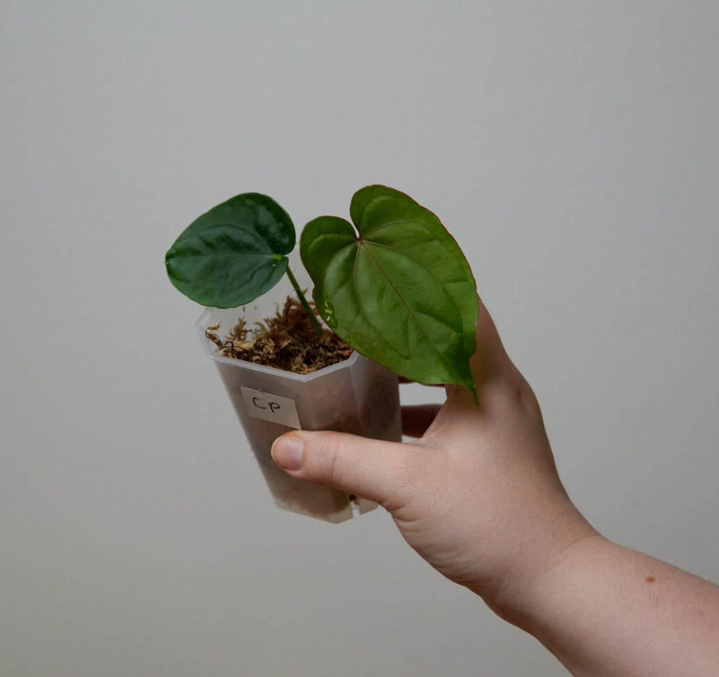Anthurium 'Circus Peanuts'