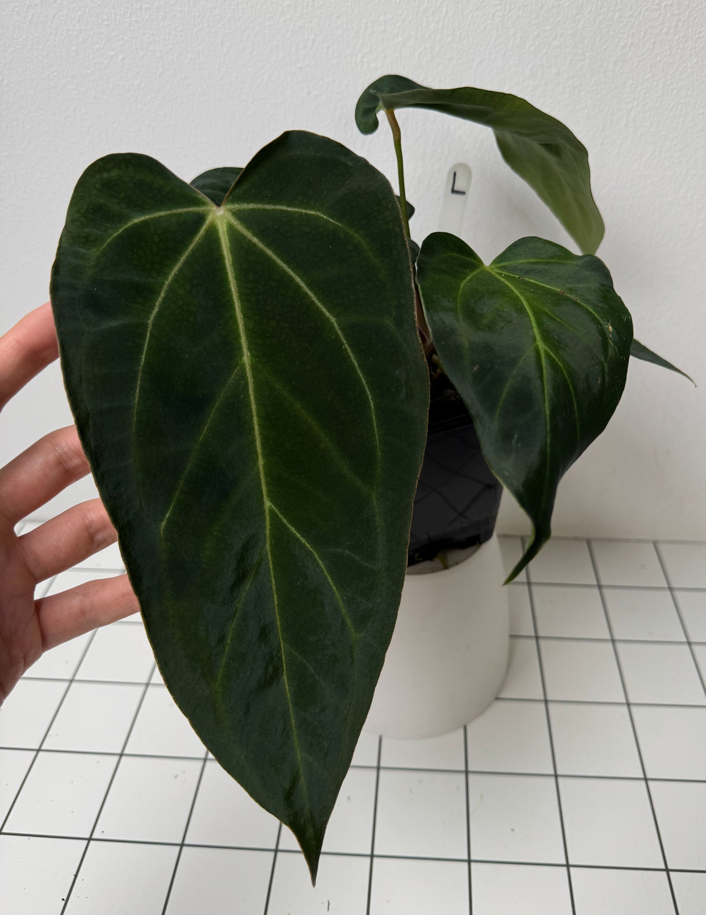 Anthurium (midnight velvet x 'red studd') x carlablackiae x (NSE)