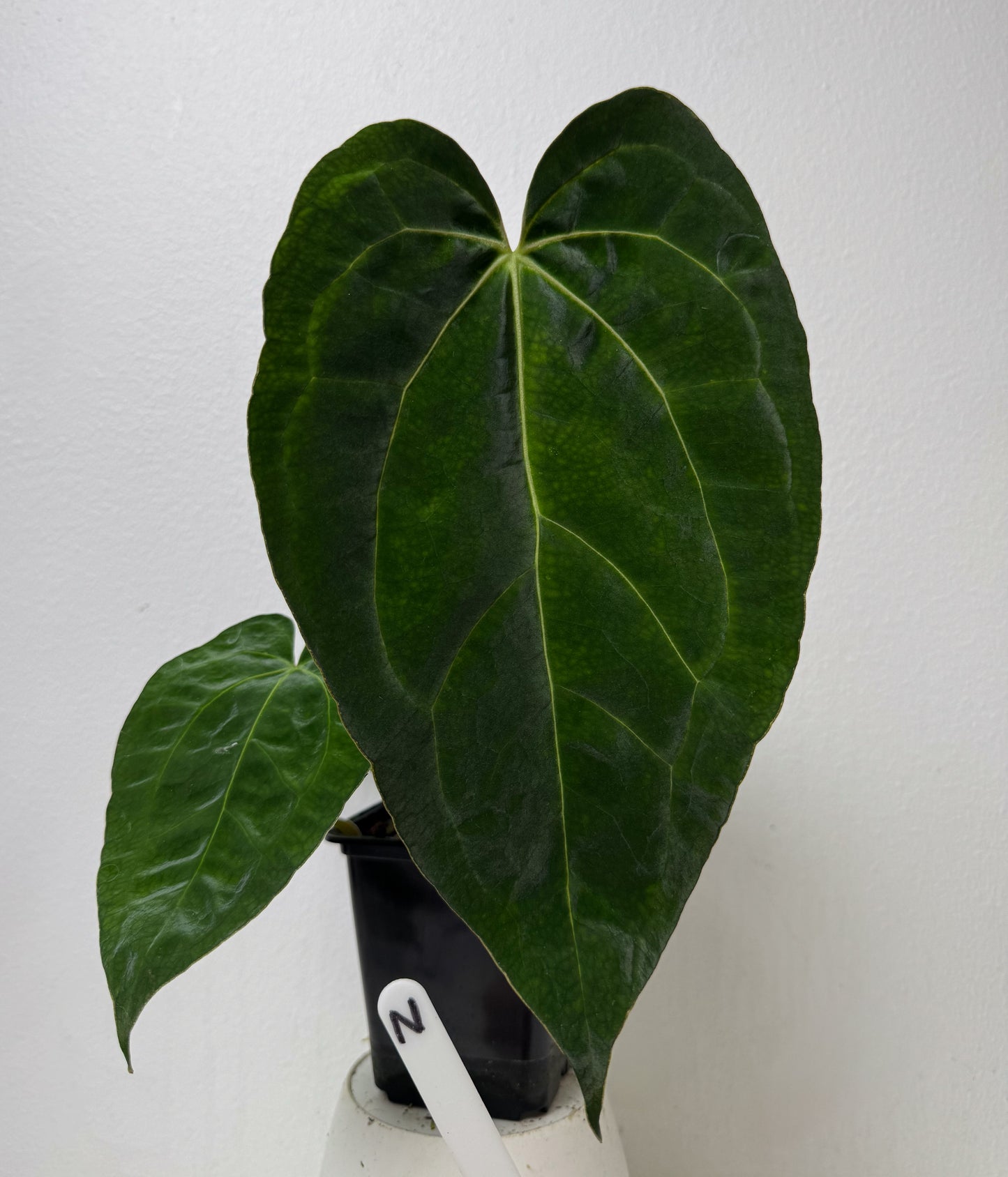 Anthurium (papX x pap x-one) variegated x carlablackiae X (NSE)