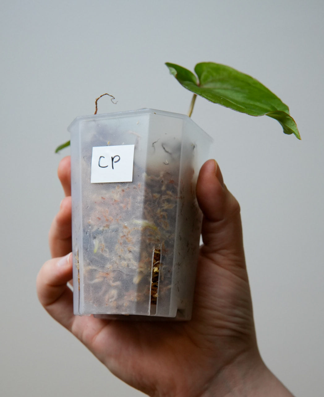 Anthurium 'Circus Peanuts'