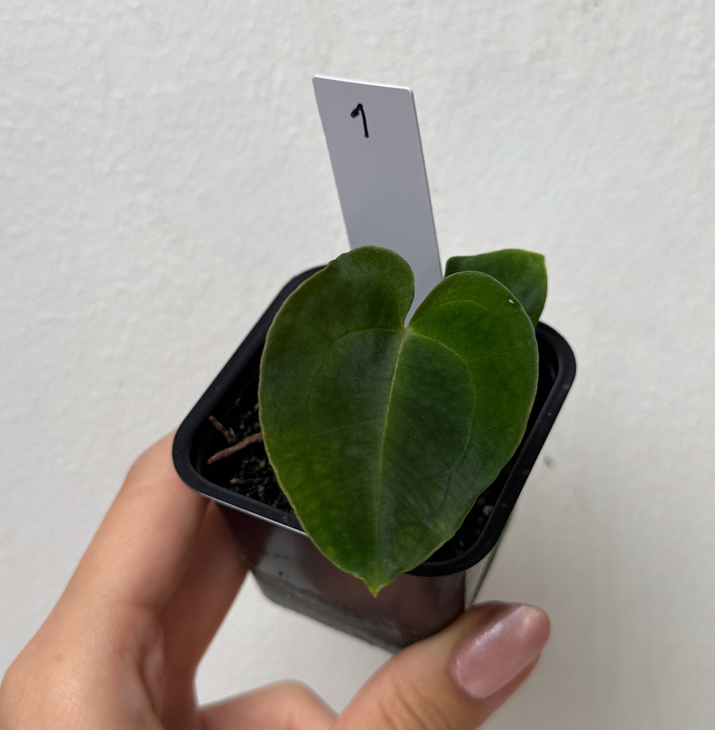 Anthurium (AOS x forgetii 2) x besseae aff