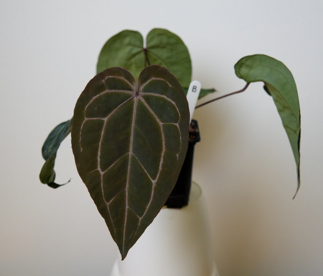 Anthurium Complex HU hybrid 2 x (Zara x Michelle)