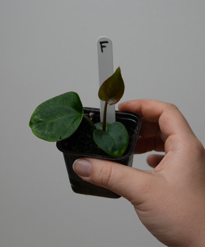 Anthurium (subsignatum x papillilaminum 'Marie') x carlablackiae NSE