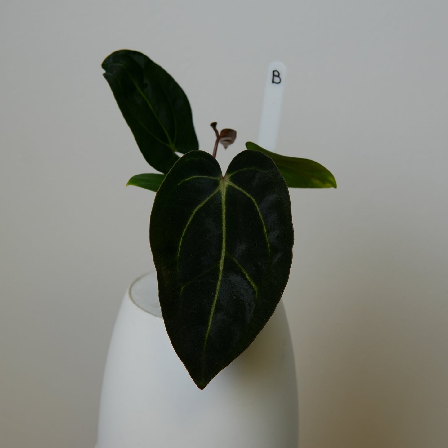 Anthurium carlablackiae (NSE) x carlablackiae X (NSE)