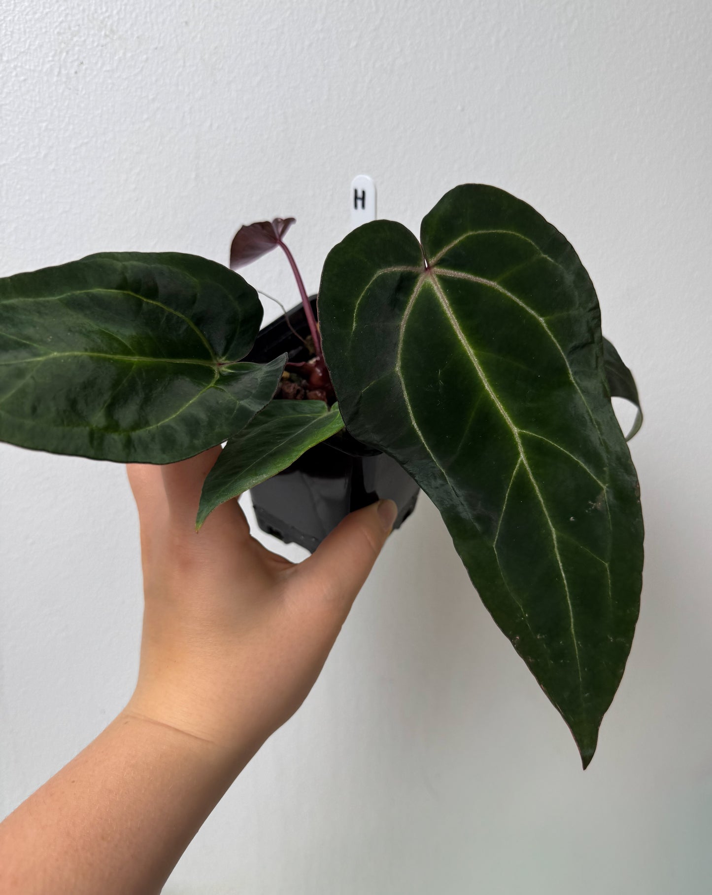 Anthurium (Zara x Michelle) x carlablackiae X (NSE)