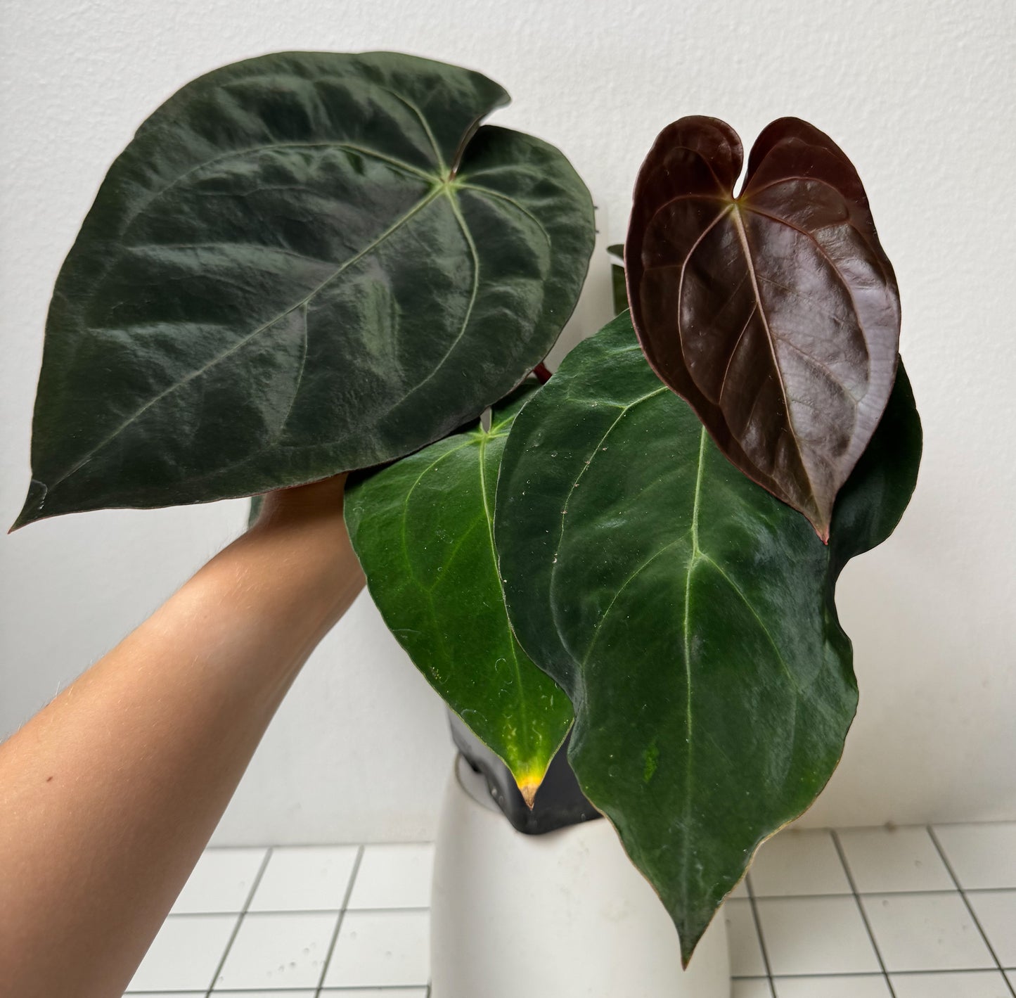 Anthurium carlablackiae X (NSE) x complex HU hybrid 1