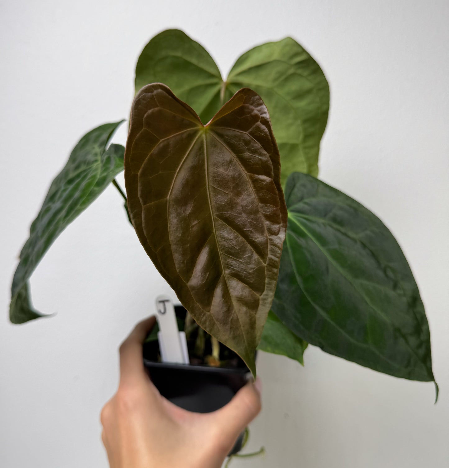Anthurium (papX x pap x-one) variegated x carlablackiae X (NSE)