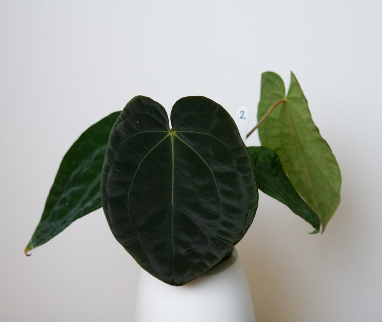 Anthurium (AOS x forgetii 3) x BVEP ('round' x 'RA1')
